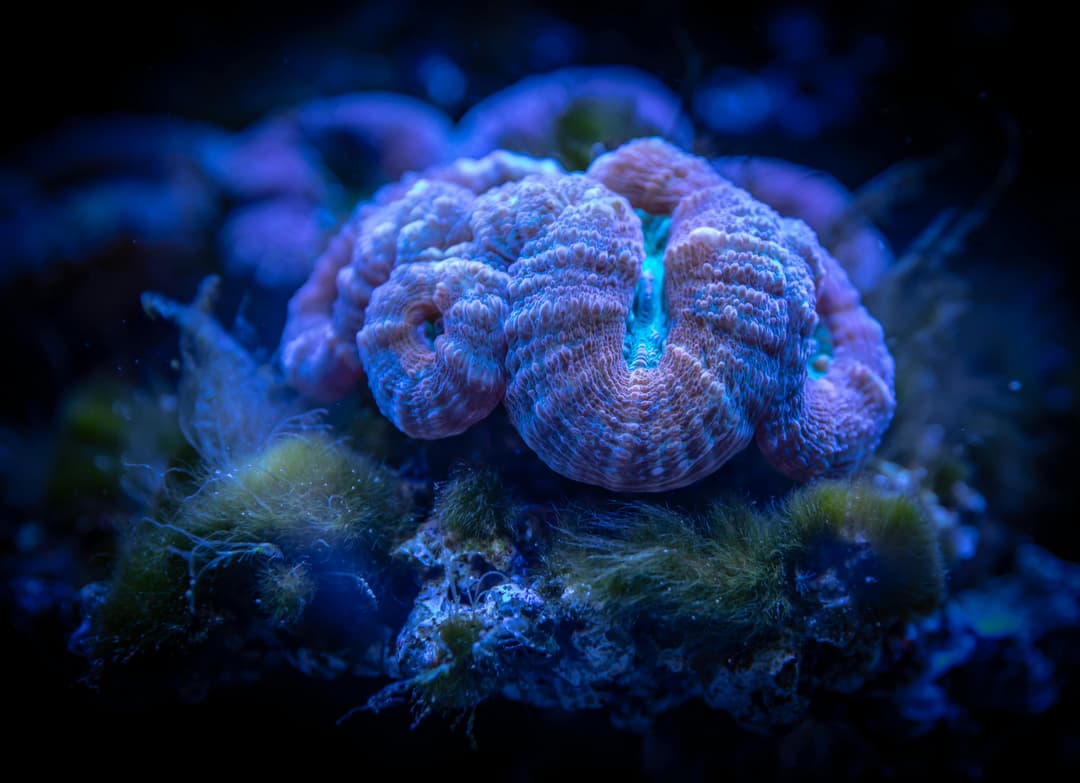 Viewing Corals (Glass Bottom Boat Ride)